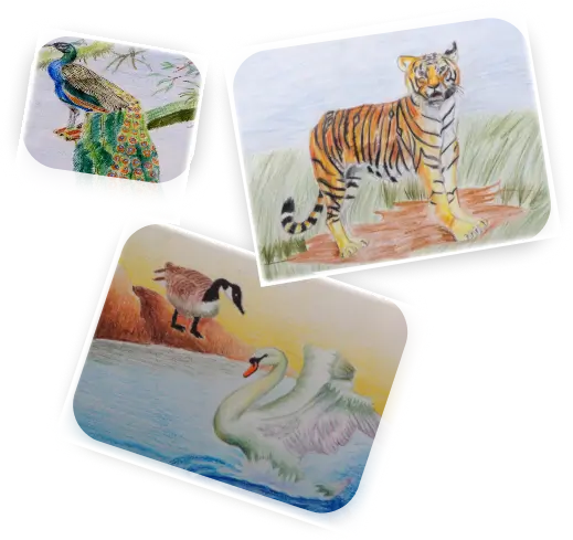 peacock, duck, tiger