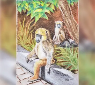 monkey